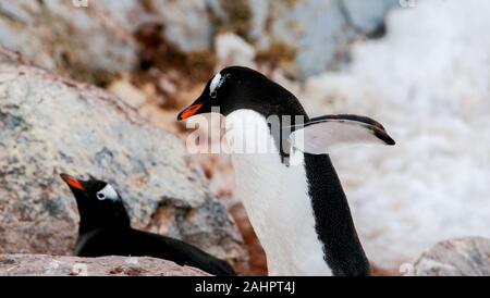 Ein paar Eselspinguine, einer auf das Nest und die anderen ständigen in der Nähe. Petermann Island in der Antarktis Stockfoto