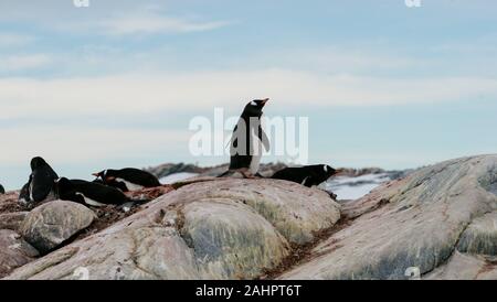Gentoo Penguins Verschachtelung zwischen den Felsen. Einen stehenden anderen Festlegung auf den Nestern. Petermann Island in der Antarktis Stockfoto