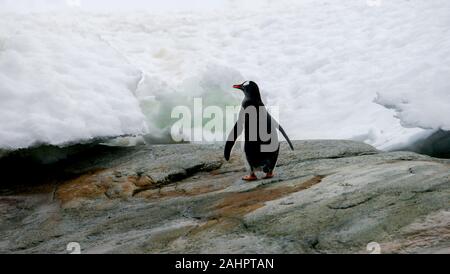 Petermann Island in der Antarktis, Gentoo Pinguin steht auf Felsen mit Blick auf Snowbank. Stockfoto