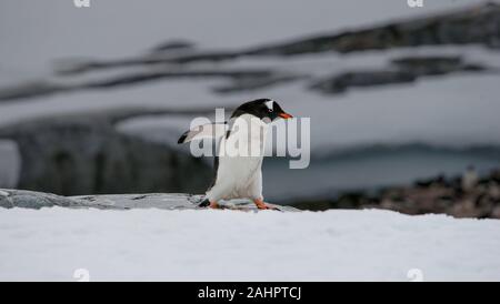 Ein Gentoo Pinguin Wanderungen auf einem felsigen Vorgebirge, auf Petermann Island in der Antarktis. Stockfoto
