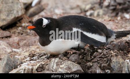 Petermann Island in der Antarktis, Gentoo Pinguin auf dem Nest aus kleinen Steinen. Stockfoto