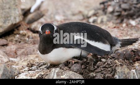 Petermann Island in der Antarktis, Gentoo Pinguin auf dem Nest aus kleinen Steinen. Stockfoto