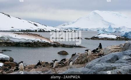 Petermann Island in der Antarktis, Gentoo und Adélie Pinguine brüten entlang der Küste. Stockfoto