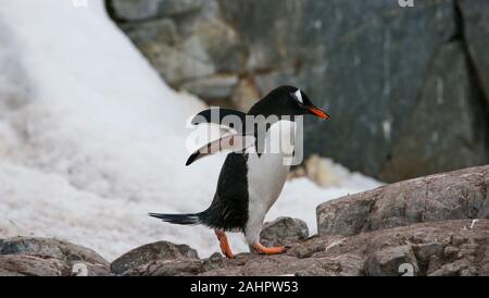 Ein Gentoo Pinguin Spaziergänge auf den Felsen mit Schnee im Hintergrund. Petermann Island in der Antarktis, Stockfoto