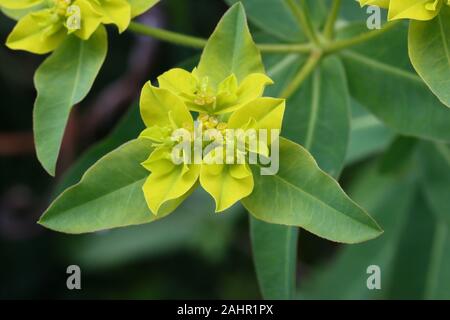 Euphorbia ist eine sehr große und vielfältige Gattung von Blütenpflanzen, die gemeinhin als wolfsmilch Wolfsmilch, in der Familie (Euphorbiaceae). Stockfoto