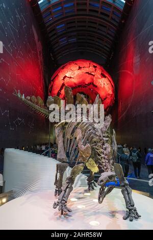 Natural History Museum in London, Großbritannien Stockfoto