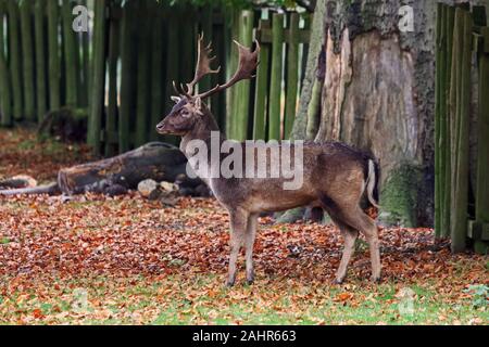 Reife männliche Damwild Stockfoto