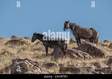 Wilde Pferde, West Desert, Utah Stockfoto