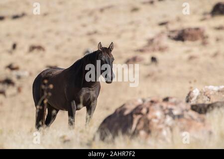 Wilde Pferde, West Desert, Utah Stockfoto