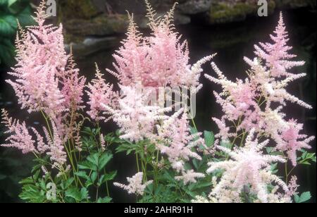 ROSA ASTILBE „VENUS“. ASTYLBE SIND WEIT VERBREITET AN SCHATTEN- UND WASSERBEDINGUNGEN ANGEPASST. AUCH ALS FALSCHER ZIEGENBART BEKANNT Stockfoto