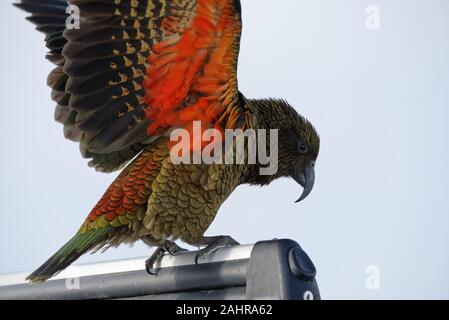 Ein Kea hat seine Flügel bis Zeigen es hell orange, unter Flügel Farbgebung - Dies ist eine vom Aussterben bedrohte Neuseeland native Papagei Stockfoto