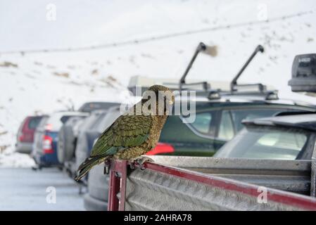 Ein frecher Kea ist in der Rückseite des Fahrzeugs um zu sehen, was es in der Lage sein könnte zu stehlen Stockfoto