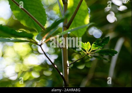 Ein Sun Beam aus die kleinen Blätter eines grünen Pflanze. Stockfoto