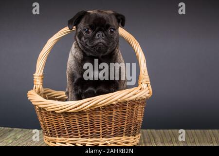 Olive, die Mops, in Issaquah, Washington, USA Stockfoto