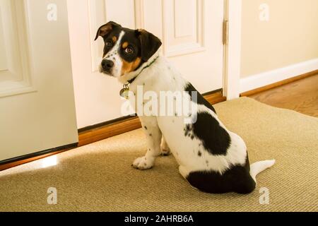 Vier Monate alter Welpe, Jersey, vor der Tür warten, nach draußen zu gehen, im westlichen Washington, USA. Jersey ist ein Fox Terrier/Jagdhund Mischling. Stockfoto