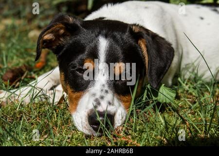 Issaquah, Washington. Vier Monate alten Fox Terrier/Jagdhund Mischling Welpe, "Jersey", außerhalb Ausruhen nach aktiven Spielen. (PR) Stockfoto