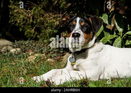 Issaquah, Washington. Vier Monate alten Fox Terrier/Jagdhund Mischling Welpe, "Jersey", außerhalb Ausruhen nach aktiven Spielen. (PR) Stockfoto