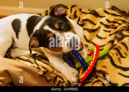 Vier Monate alter Welpe, Jersey, Kauen auf entsprechende Spielzeug, im westlichen Washington, USA. Jersey ist ein Fox Terrier/Jagdhund Mischling. Stockfoto