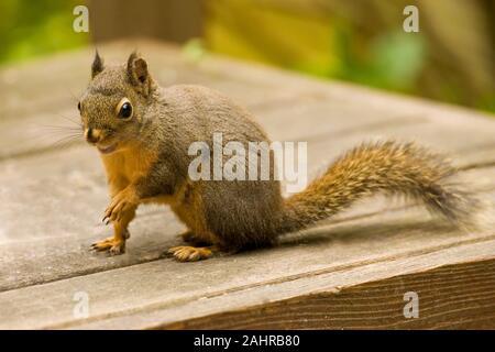 Issaquah, Washington, USA. Douglas' Eichhörnchen oder Chickaree oder Kiefer Eichhörnchen (Tamiasciurus maculata) essen Erdnüsse und Vogelfutter aus einem Garten ben Stockfoto