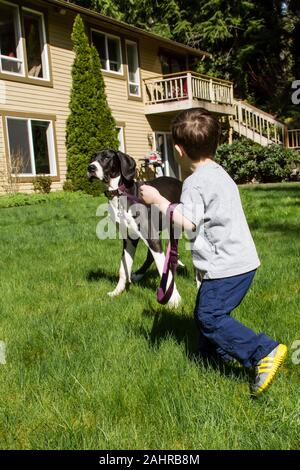 Issaquah, Washington, USA. Drei Jahre alten Jungen in einem Tauziehen, wie er versucht seine sechs Monate alte Deutsche Dogge Welpe, Athena, für einen Spaziergang. (M Stockfoto