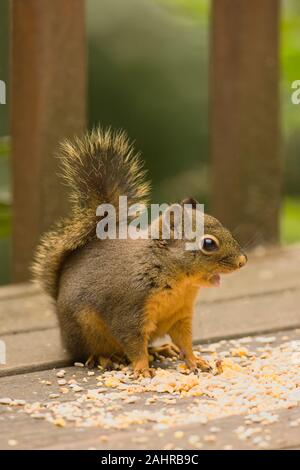Issaquah, Washington, USA. Douglas' Eichhörnchen oder Chickaree oder Kiefer Eichhörnchen (Tamiasciurus maculata) essen Erdnüsse und Vogelfutter aus einer Sitzbank, der Stockfoto