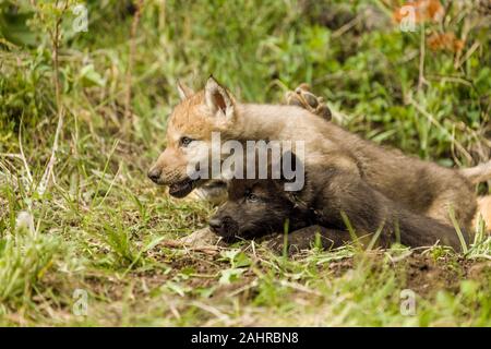 Zwei graue Wolf Welpen nur aus ihrer Höhle, in der Nähe von Bozeman, Montana. In Gefangenschaft gehaltenen Tiere. Stockfoto