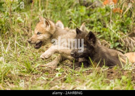 Zwei graue Wolf Welpen nur aus ihrer Höhle, in der Nähe von Bozeman, Montana. In Gefangenschaft gehaltenen Tiere. Stockfoto