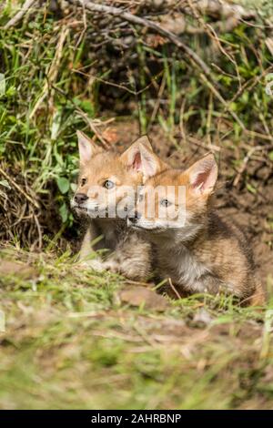 Zwei graue Wolf Welpen sitzen an den Rand ihrer Höhle, in der Nähe von Bozeman, Montana. In Gefangenschaft gehaltenen Tiere. Stockfoto