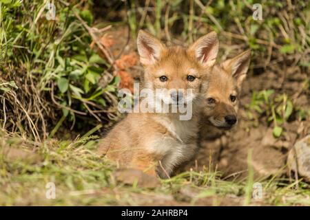 Zwei graue Wolf Welpen sitzen an den Rand ihrer Höhle, in der Nähe von Bozeman, Montana. In Gefangenschaft gehaltenen Tiere. Stockfoto