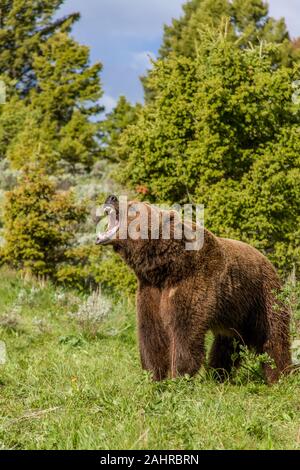 Grizzly Bär Knurren, seine großen Zähne, in der Nähe von Bozeman, Montana, USA. Captive Tier. Stockfoto