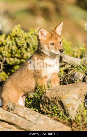 Baby Grauer Wolf pup auf felsigen Klippen in der Nähe von Bozeman, Montana, USA. Captive Tier. Stockfoto