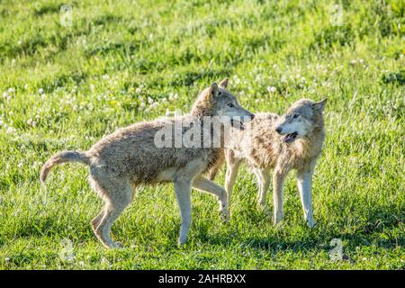 Zwei Erwachsene Graue Wölfe versuchen Dominanz zu etablieren, wie sie in einer Wiese zu kämpfen, in der Nähe von Bozeman, Montana, USA. In Gefangenschaft gehaltenen Tiere. Stockfoto