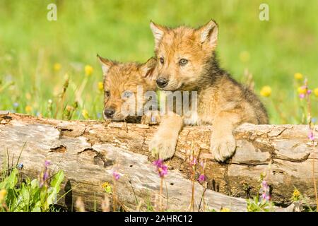 Zwei graue Wolf pups über in der Wiese in Bozeman, Montana anmelden suchen. Captive Tier. Stockfoto