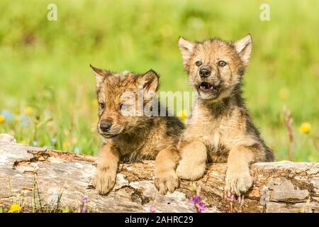 Zwei graue Wolf pups über in der Wiese in Bozeman, Montana anmelden suchen. Captive Tier. Stockfoto