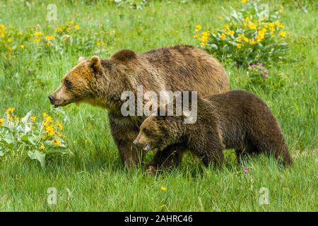 Erwachsene und junge Grizzly Bären wandern in der Wiese in der Nähe von Bozeman, Montana, USA. Captive Tier. Stockfoto