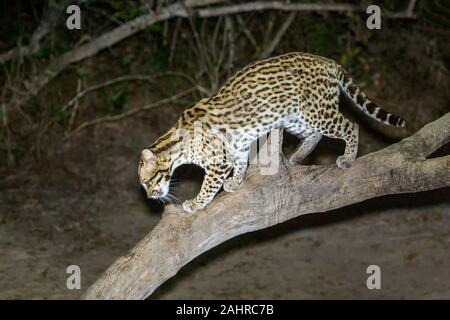 Ozelot nachts mit einem Scheinwerfer darauf im Großraum Pantanal von Mato Grosso, Brasilien, Südamerika Stockfoto