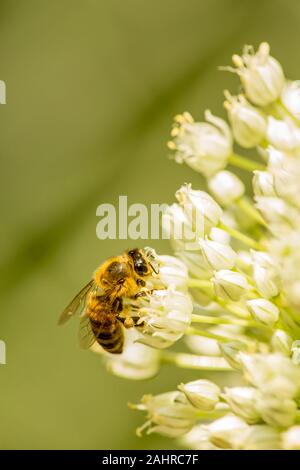 Issasquah, Washington, USA. Honigbiene bestäubt eine Zwiebel seedhead. Normalerweise Bienen nicht Zwiebeln sehr attraktiv finden und Sie können leicht Awa gezogen werden Stockfoto