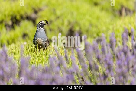 San Juan Island, Washington, USA. Kalifornien Wachtel thront auf einem Lavendel Bush hat seine Lavendel geerntet. Stockfoto