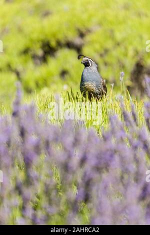 Kalifornien Wachtel thront auf einem Lavendel Bush, dass seine Lavendel geerntet, auf Pelindaba Lavender Farm auf San Juan Island, Washington, USA gehabt hat, Stockfoto