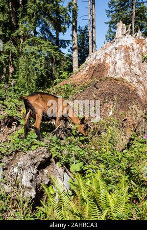 11 Wochen alten Oberhasli Ziege Essen Blackberry Busch Reben auf einem Hügel, die sie eine Festlichkeit in Issaquah, Washington, USA hält Stockfoto