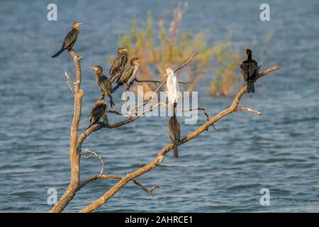 Reed Kormorane und Kuhreiher thront auf einem toten Baum im Sambesi, Simbabwe, Afrika Stockfoto