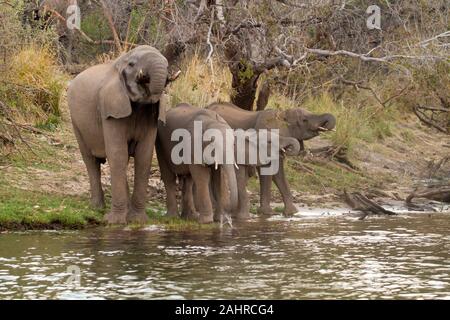 Elefanten Herde mit Erwachsenen und Jugendlichen trinken aus den Sambesi Fluss, Zimbabwe, Afrika Stockfoto