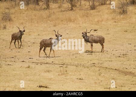Drei männliche Kudu auf der Nakavango Immobilien ist Teil der Victoria Falls Private Game Reserve, Simbabwe, Afrika. Stockfoto