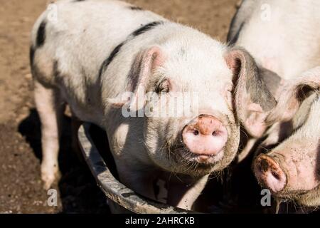 Gloucestershire alte Flecken Schwein in Western Washington, USA. Um für die Schweine ein trinken Sie Ihren vorderen Füße müssen im Wasser Wanne gestellt zu bekommen. Stockfoto