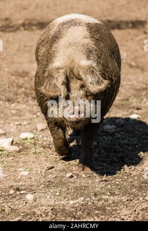 Muddy Gloucestershire alte Flecken Schwein in Western Washington, USA. Schweine im Schlamm ihre Körper zu kühlen, weil Sie nicht ins Schwitzen. Der Schlamm schützen auch Stockfoto
