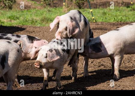 Gloucestershire alte Flecken schweine Paarung im westlichen Washington, USA. Es ist natürlich für eine Leistungsbeschreibung zwei Würfe pro Jahr zu haben, solange Sie mit wird zur Verfügung gestellt Stockfoto