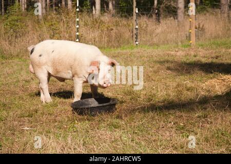 Gloucestershire alte Flecken Schwein essen in Carnation, Washington, USA. Der Gloucestershire alte Flecken ist eine historische Erbstück Schwein Rasse bekannt für seine Dist Stockfoto