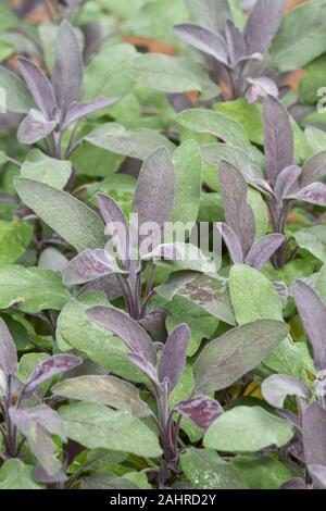 Lila Garten Salbei Pflanzen in Sammamish, Washington, USA wachsenden Stockfoto