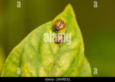 Zwei konvergente Marienkäfer Käfer, allgemein bekannt als Marienkäfer, auf einem goldenen Stern süßer Paprika Blatt in einem Garten in Sammamish, Washington, USA. Diese Stockfoto