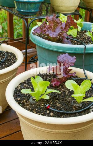 Container Garten von Juwel und Merlot Kopfsalat in Sammamish, Washington, USA wachsenden Stockfoto